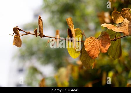 Close-up of Gold Leaf Bauhinia or Phanera aureifolia. Close-up of Gold Leaf Bauhinia isolated on blurry background. Stock Photo