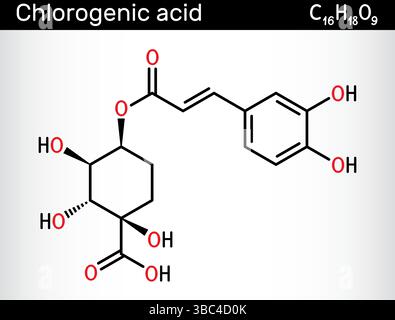 Chlorogenic acid molecule. Chemical structure of plant-based polyphenol antioxidant. Vector illustration Stock Vector