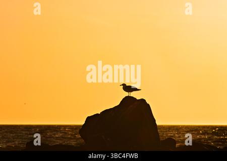 Seagull resting on a rock Stock Photo