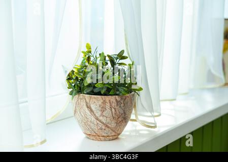 Decorative green houseplant in a marble-patterned pot placed on a white windowsill with soft daylight and sheer curtains. Stock Photo