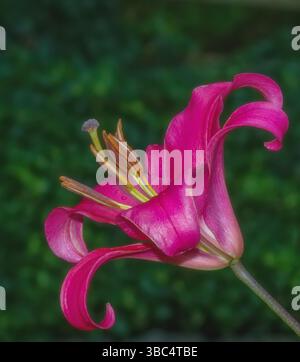 Fire Lily  resp.Lilium bulbiferum,Rhineland,Germany Stock Photo