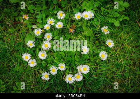 Small daisies grown in the shape of a circle or a heart on a green meadow, close up Stock Photo