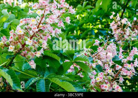 Pink and white horse chestnut (Aesculus hippocastanum) flowerr spikes giving way to the young fruit (chestnuts or conkers) in May, London, UK Stock Photo