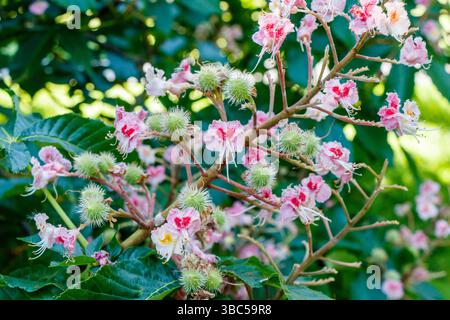 Pink and white horse chestnut (Aesculus hippocastanum) flowerr spikes giving way to the young fruit (chestnuts or conkers) in May, London, UK Stock Photo