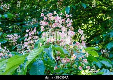 Pink and white horse chestnut (Aesculus hippocastanum) flowerr spikes giving way to the young fruit (chestnuts or conkers) in May, London, UK Stock Photo