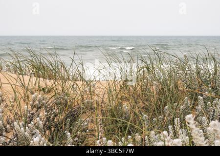 Beautiful white sand dunes with Atlantic ocean on the background and wind blowing in Oeste region of Portugal Stock Photo