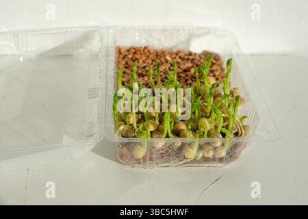 Growing microgreens at home. Sprouted peas in a transparent plastic container. Eco-friendly mat for growing microgreens. Soil-free gardening. Stock Photo