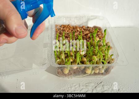 Growing microgreens at home. Watering of microgreens. The hand sprays water. Sprouted peas in a transparent plastic container. Stock Photo