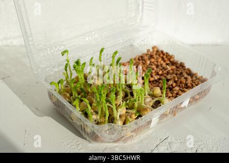 Growing microgreens at home. Sprouted peas in a transparent plastic container. Eco-friendly mat for growing microgreens. Soil-free gardening. Stock Photo