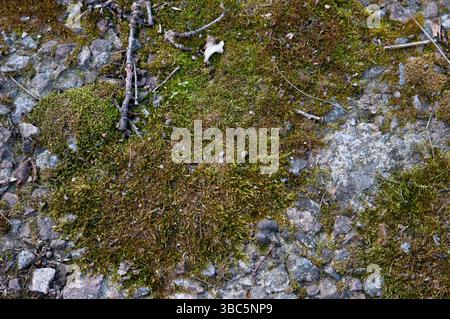 green moss on granite stones Stock Photo