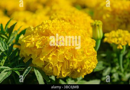 Close-up Yellow marigold (Tagetes erecta) flowers. Mexican, Aztec or African marigold. Yellow Marigold Flower Texture. French Marigold, Tagetes patula Stock Photo
