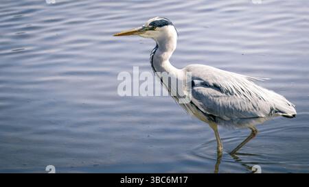 Grey Heron fishing in pool at Hauxley Nature Reserve, Northumberland, May 2025 Stock Photo