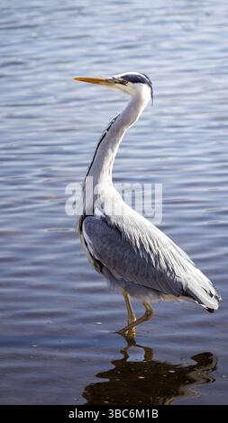 Grey Heron fishing in pool at Hauxley Nature Reserve, Northumberland, May 2025 Stock Photo