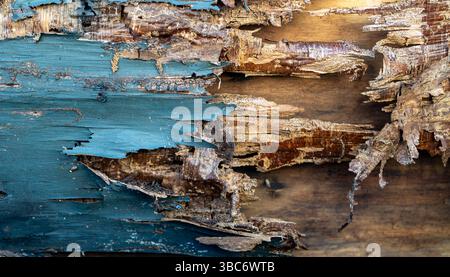 Termite damage affects structural integrity. A termite eats through wooden furniture. Termite infestation. A termite colony inside a decayed tree Stock Photo
