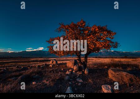 Picturesque mountain landscape with lonely tree at sunset, dramatic colors Stock Photo