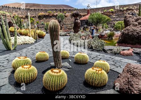 cactus qui parle CACTUS DANSANT – La Chaise Longue