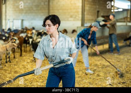 Female farmer picking up hay with pitchfork to feed the goats at family ...