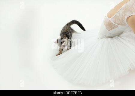 A little cat is playing on a white ballet tutu Stock Photo