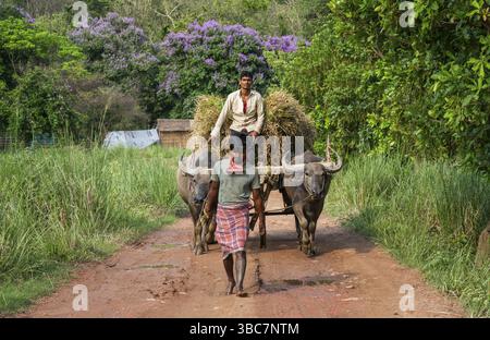Heart Rice Paddy Farmers dry harvested rice in Midong village, Baishi subdistrict ...