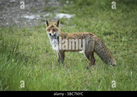 Red lynx (Vulpes vulpes) secured in the meadow, Allgaeu, Bavaria, Germany, Allgaeu, Bavaria, Germany, Europe Stock Photo