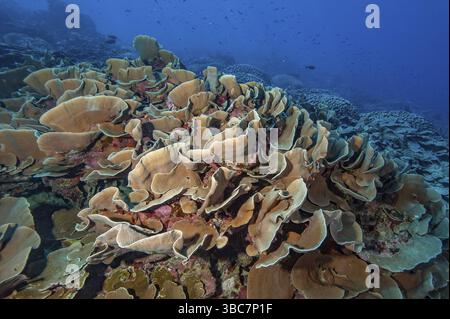 Big stony coral colony. Yap Island Federated States of Micronesia Stock ...