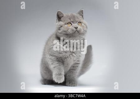Beautiful blue British Shorthair kitten on a light grey background in playful poses with an intelligent look. The kitten is playing funny Stock Photo