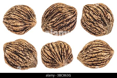 Set of six organic black walnuts in shells isolated with clipping paths on white Stock Photo