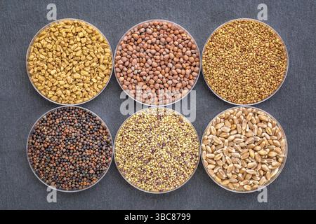 Set of organic sprouting seeds in Petri dishes, counterwise from top left - fenugreek, radish, alfalfa, red clover and hard wheat Stock Photo