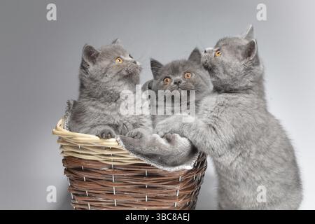 Three blue British kittens in a basket on a grey background. Beautiful little cats Stock Photo