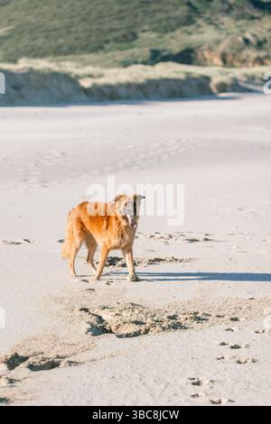Belgian Shepherd puppy plays with a ball on a sunny day at the beach with his muzzle covered in sand. San Jorge, La coruña, Spain Stock Photo