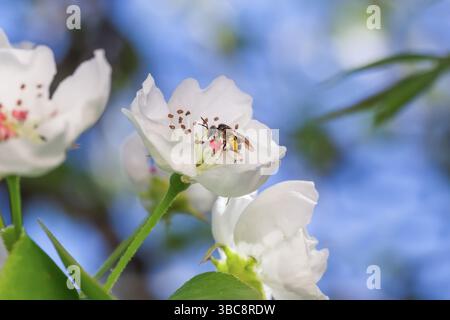 A small bee collects nectar on a white cherry blossom Stock Photo