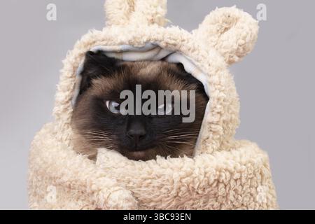 Funny Siamese cat with fur hat smiling mischievously. Portrait of a cat in clothes Stock Photo
