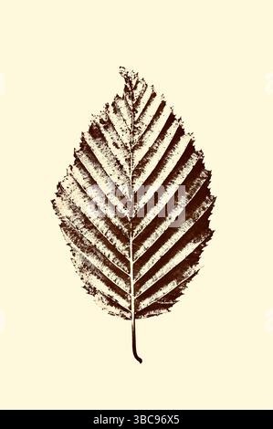 Single leaf of Hornbeam tree turning golden brown on pale background Stock Photo