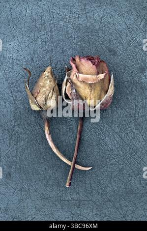 Two dried dead rosebuds lying on scratched pewter Stock Photo