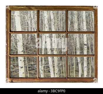 Aspen grove in late winter or early spring in Rocky Mountains, Colorado, as seen through vintage sash window Stock Photo