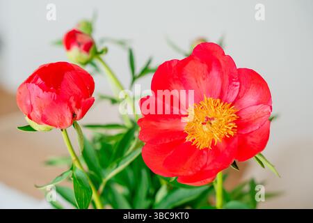 Close-up of a blooming red peony with vibrant petals and yellow stamens. Bright, fresh, and perfect for floral or seasonal themes. Stock Photo