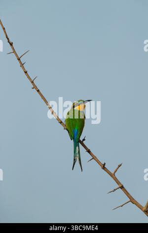 Swallow-tailed bee-eater Merops hirundineus, adult perched, Nambikala, Brikama, The Gambia, March Stock Photo
