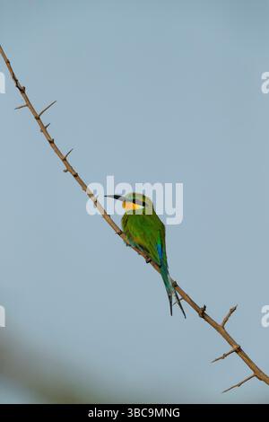 Swallow-tailed bee-eater Merops hirundineus, adult perched, Nambikala, Brikama, The Gambia, March Stock Photo