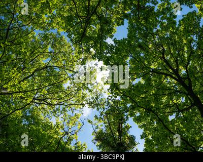 Looking up into a canopy of trees in a forest. Stock Photo