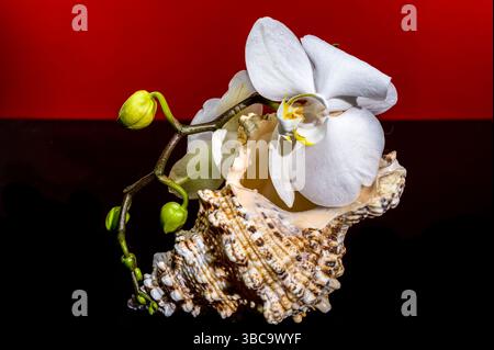 White Orchid and Seashell on Red Background Stock Photo