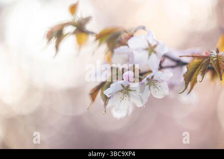 Soft-focus cherry blossoms with new leaves in warm spring light Stock Photo