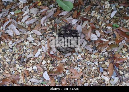 A small conifer cone laying on the ground Stock Photo