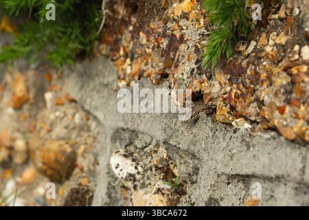 Common wall lizard Podarcis muralis, juvenile in wall, Southbourne, Dorset, UK, April Stock Photo