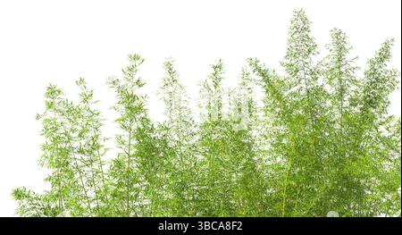 Bamboo forest growing with transparent background  3d Stock Photo