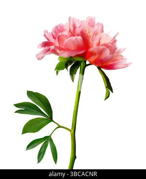 A stunningly beautiful, vibrant pink peony flower is elegantly blooming isolated against white background Stock Photo