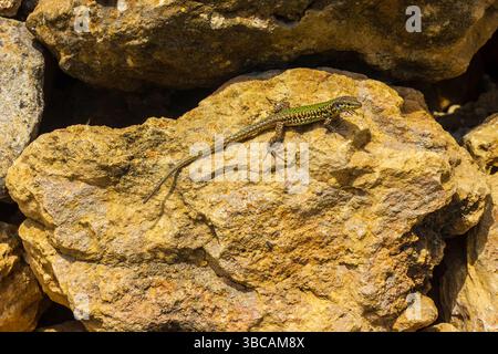 Lizard Resting on Sunlit Rocky Surface in Natural Environment Stock Photo