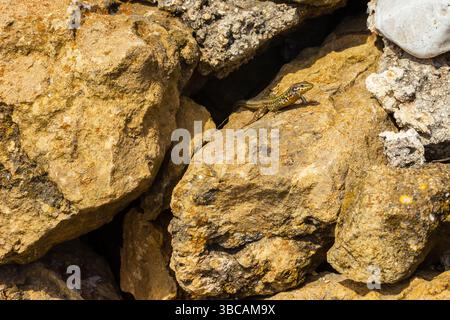 Lizard Resting on Sunlit Rocky Surface in Natural Environment Stock Photo
