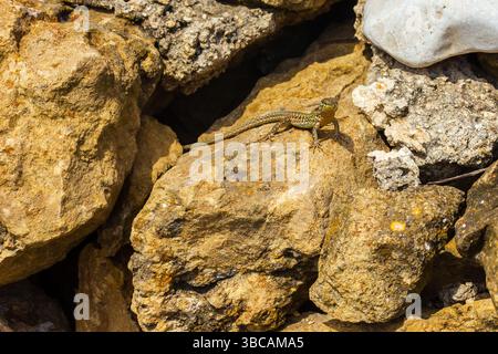 Lizard Resting on Sunlit Rocky Surface in Natural Environment Stock Photo