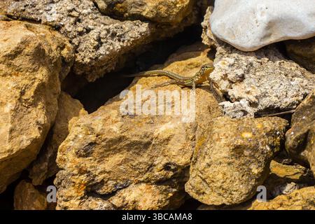 Lizard Resting on Sunlit Rocky Surface in Natural Environment Stock Photo