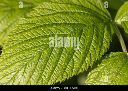 The close-up of the wild Rubus idaeus (raspberry) leaf Stock Photo